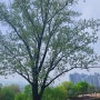 [더벤티 범계점] 산책 중 만난 큰~~ 나무 ~♡