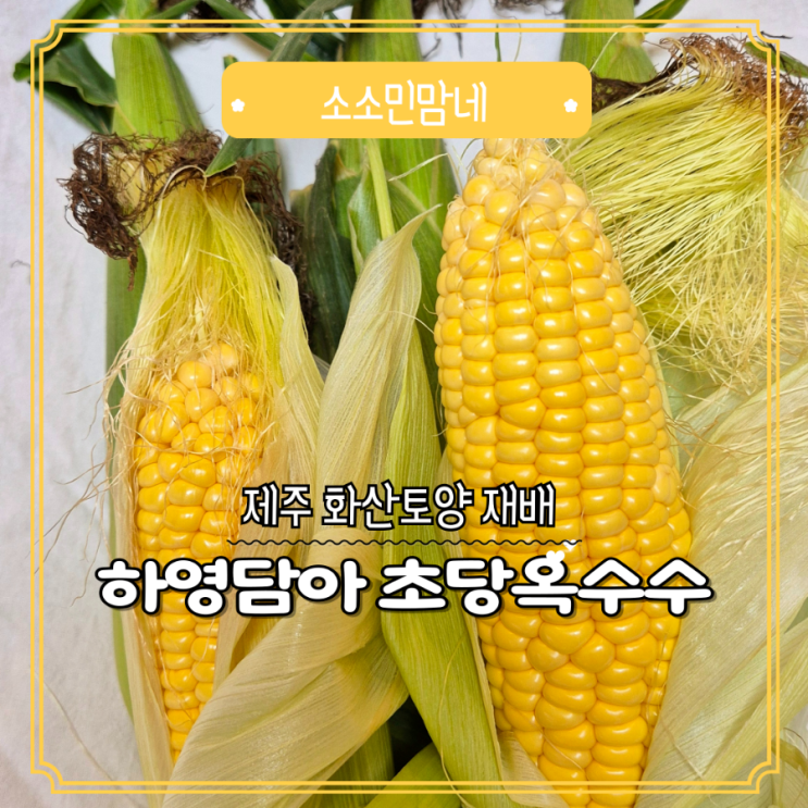 하영담아 초당옥수수 먹는법 및 보관법 : 네이버 블로그