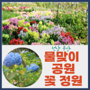 [무안] 수국이 피어나는 산책하기 좋은 물맞이 공원 청춘 공동체