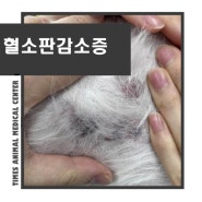수원동물병원 - 강아지 혈뇨로 내원 진료 치료 과정