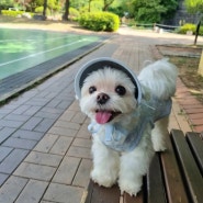 강아지 눈보호 썬캡 추천 햇빛차단 시력보호 필수템