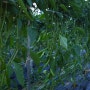 다수확 매운 고추 재배 중간 점검