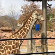 용인 에버랜드 로스트밸리 사파리월드 스마트줄서기 자리 명당 예약 꿀팁 경기도 동물원