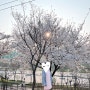 [서울 여행]서울의 숨은 벚꽃명소 '안양천 제방벚꽃길' 리뷰!