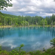 6월의 북해도 비에이투어 청의호수 그리고 흰수염폭포 #白金青い池 #白ひげの滝