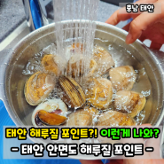 태안 해루질 체험 숨겨진 포인트 곰섬해수욕장! 비단조개에 골뱅이도?!