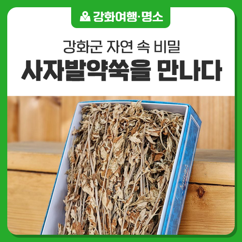 참나무로 달인 강화사자발약쑥을 체험해 봐요 : 네이버 블로그