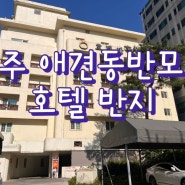 [리뷰] 호텔 반지│애견동반 가능🐶한 청주시외버스터미널 인근 청주 모텔 후기