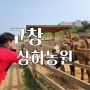 고창 상하농원 전북 아이랑 가볼만한곳 상하목장 체험