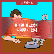 올바른 길고양이 먹이주기 안내