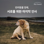 서로를 위한 마지막 인사, 펫로스증후군 반려동물 장례