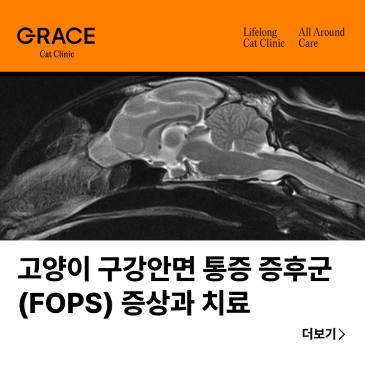 고양이 구강안면 통증 증후군(FOPS) 증상부터 치료까지 - 그레이스 고양이 심장&치과병원 : 네이버 블로그