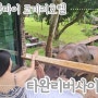 [치앙마이 여행살이] 코끼리호텔에서의 잊지못할 추억(타완리버사이드호텔)