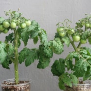 식물 led로 방울토마토 키우기 (볼트문 식물등과 필립스 식물등 비교)