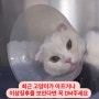 볼드모트 고양이 사료 문제 아니라는데 두 달 동안 200마리가 죽었답니다