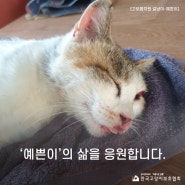 [#고보협지원길냥이] '예쁜이'의 삶을 응원합니다.