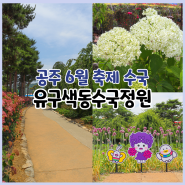 공주 유구색동수국정원꽃축제 주차 먹거리 개화상황 리뷰 후기