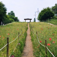 올림픽공원 들꽃마루 양귀비와 유채꽃 여름풍경