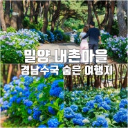 경남 수국 명소 밀양 내촌마을 수국동산 부산근교 드라이브 추천