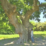 [모금] 생명과 평화의 수호신, 600살 팽나무를 지켜주세요!