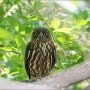 솔부엉이 ( Brown Hawk-owl)