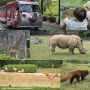 4살 24개월 조카들과 오랜만에 다녀온 서울대공원 동물원 방문기
