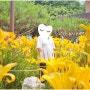 푸른학습장 부곡자연학습장_ 경기도 안산 나들이 6월 노랑나리 백합 꽃구경