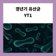 갱년기 유산균 YT1 효능과 부작용