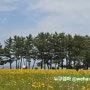 속초해수욕장 금계국 꽃밭 : 사진찍기 좋은 곳 - 포켓몬고 바다그다 등장!