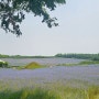 예산 가볼 만한 곳 아그로 랜드(수레국화) 풍경