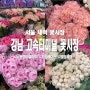 고속터미널 꽃시장 영업시간 주차, 몽생미셸 차밍레이스 장미