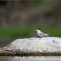 남양주 왕숙천 쇠제비갈매기외 탐사 (24. 04. 17.)