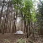 피톤치드 가득한 편백나무숲, 거제 선자산