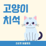 [송파 동물병원] 고양이 치석 고민, 어떻게 관리해야할까? : 치석 제거 방법과 원인
