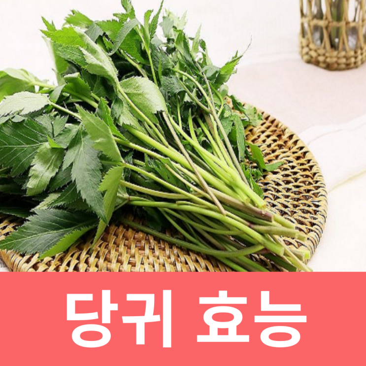 당귀잎효능 당귀차 당귀향 효능 부작용 : 네이버 블로그