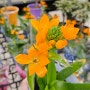 이스라엘에서 온 베들레헴꽃 오니소갈룸 키우기 꽃말