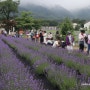 강원 고성 가볼만한곳 6월 꽃 고성 라벤더 마을 축제 고성 하늬라벤더팜 천상의 정원