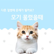 고양이 모기 물렸을 때 - 다른 질병의 감염 문제가?