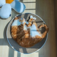 고양이 더위 온도 여름철 반려동물 건강 관리 위한 준비물