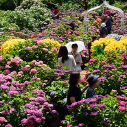 [경기도,광주] 색색깔 수국 가득한 율봄식물원.율봄농업예술원
