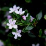 꽃MBTI 백정화 꽃말 키우기 물 주기 두메별꽃