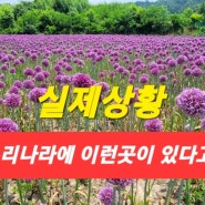 [지금현재 실시간~] 강진 여행 코끼리마늘꽃 축제 강진 가볼만한곳 가족여행지로 추천 주차장,입장료