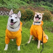 일본 강아지용품 - 몽벨 우비