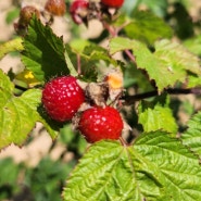 복분자 빨간열매 산딸기 수확시기 효능