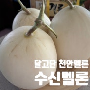 천안로컬푸드 수신멜론 6월한달만 달고단 백자멜론