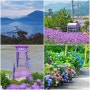 6월 | 전남 여름꽃여행 (완도 다도해일출공원-해남 포레스트수목원 수국-신안 퍼플섬-동백꽃벽화)