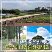 서울 성동구 산책로 살곶이다리 송정제방길 은행나무 맨발 황톳길