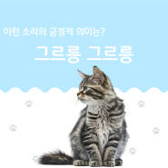 고양이 그르릉 소리 골골송 긍정적 의미