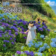 부산 근교 김해 장유 개인사유지 수국 정원 개방기간 및 주차정보