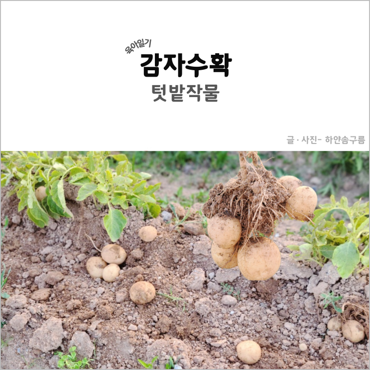 육아일기 텃밭작물 감자 수확시기 아이들과 하지 감자 캐기 : 네이버 블로그